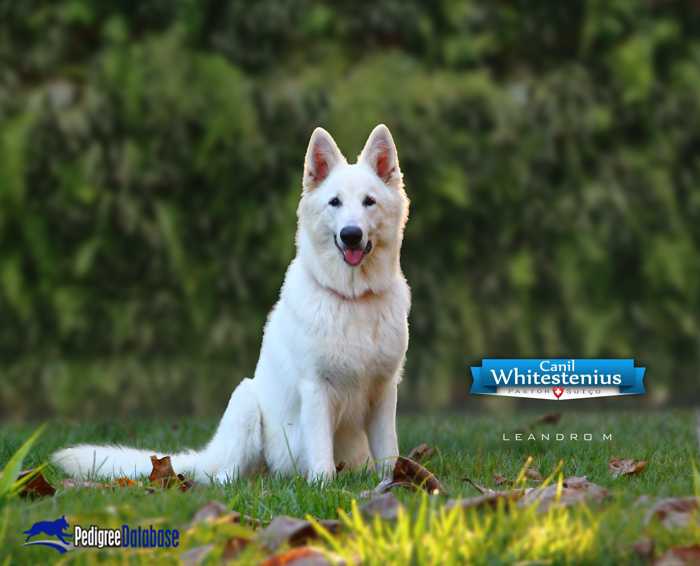 Scarlett Amicus Zamagliti | White Swiss Shepherd Dog 