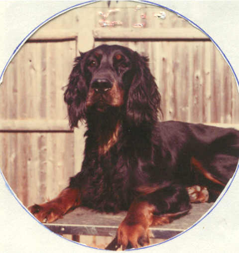 Tri-Sett Cognac | Gordon Setter 