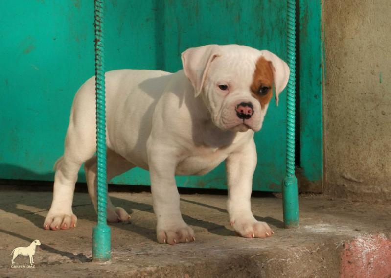 Carpen Diaz Spike | American Bulldog 