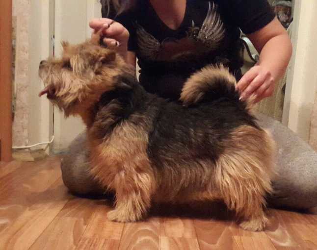 Yandex Grand Villa Rose | Norwich Terrier 