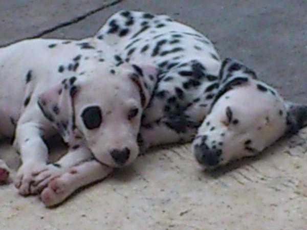 FRK's Manchas Vom Della Wonfia's | Dalmatian 