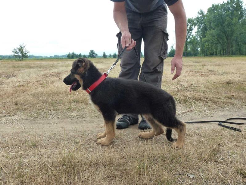 Bruno z Grodu Raka | German Shepherd Dog 