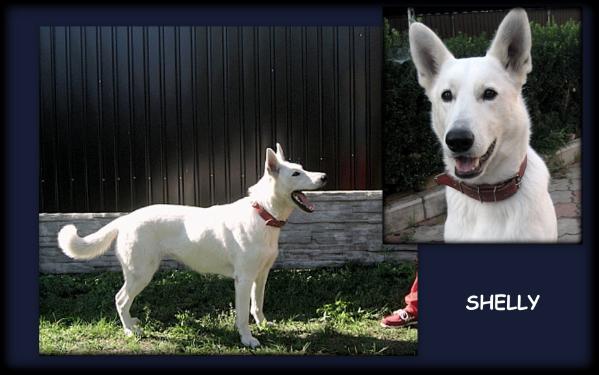 Shelly | White Swiss Shepherd Dog 