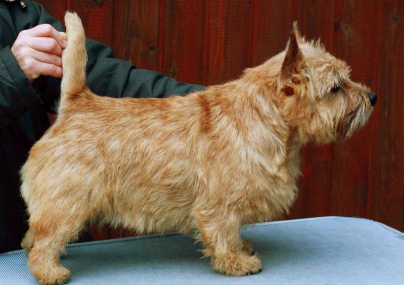 NORTH WITCH WANNABEE | Norwich Terrier 