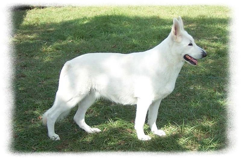 Foxhunt's Lil' Miss Sas-A-Fras | White Swiss Shepherd Dog 