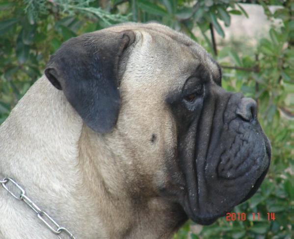 Danska Thelesis Hasenn | Bullmastiff 