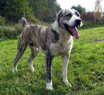 Manlai Ahal Yurt | Central Asian Shepherd Dog 