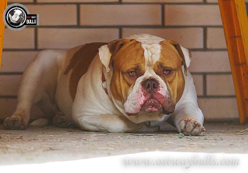 OSTWAYBULLS PRESTIGE | American Bulldog 