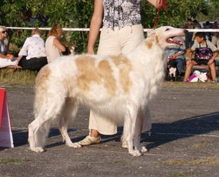 Tsar Drakon Iz Doma Vetrov | Borzoi 