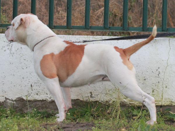 Bulls of Crown's Borgia | American Bulldog 