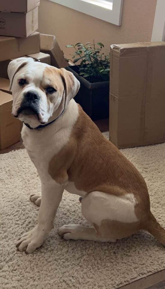 HCB's Machine Bo 30 Oso | American Bulldog 