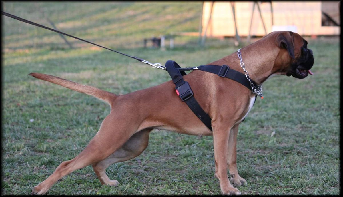 Feal des Lacs du Levezou | Boxer 