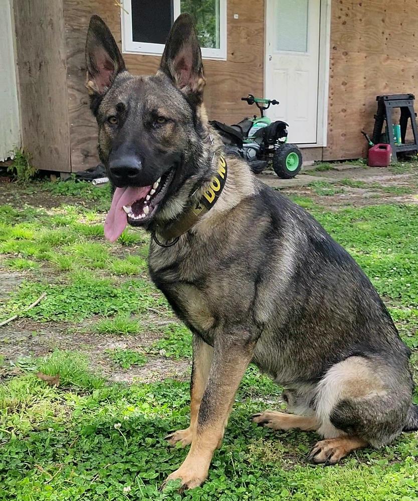Verruckt Maximus Von Clark | German Shepherd Dog 