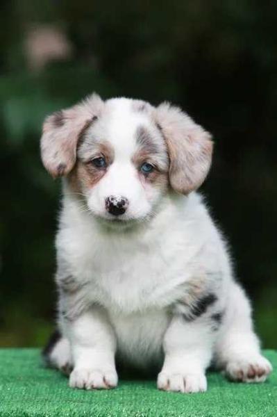 Yanshtuk Razgadka Vechnosti | Cardigan Welsh Corgi 