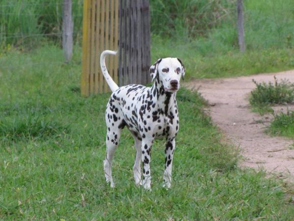 Lacrima Christi Cream Caramel | Dalmatian 