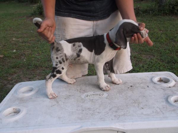 Gunslingers' Stitch | Catahoula Leopard Dog 