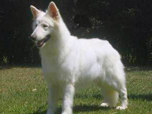 Juma Green Kann Schimmelpfeng | White Swiss Shepherd Dog 