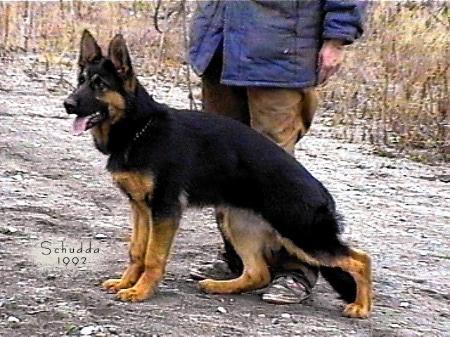 Ilka's Uganda | German Shepherd Dog 