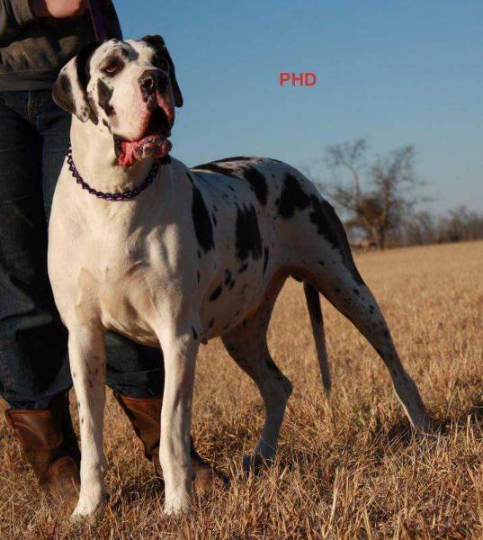 Brd'S-Phd Pinky Vom Hause Thompson | Great Dane 