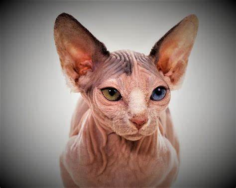 Minskin