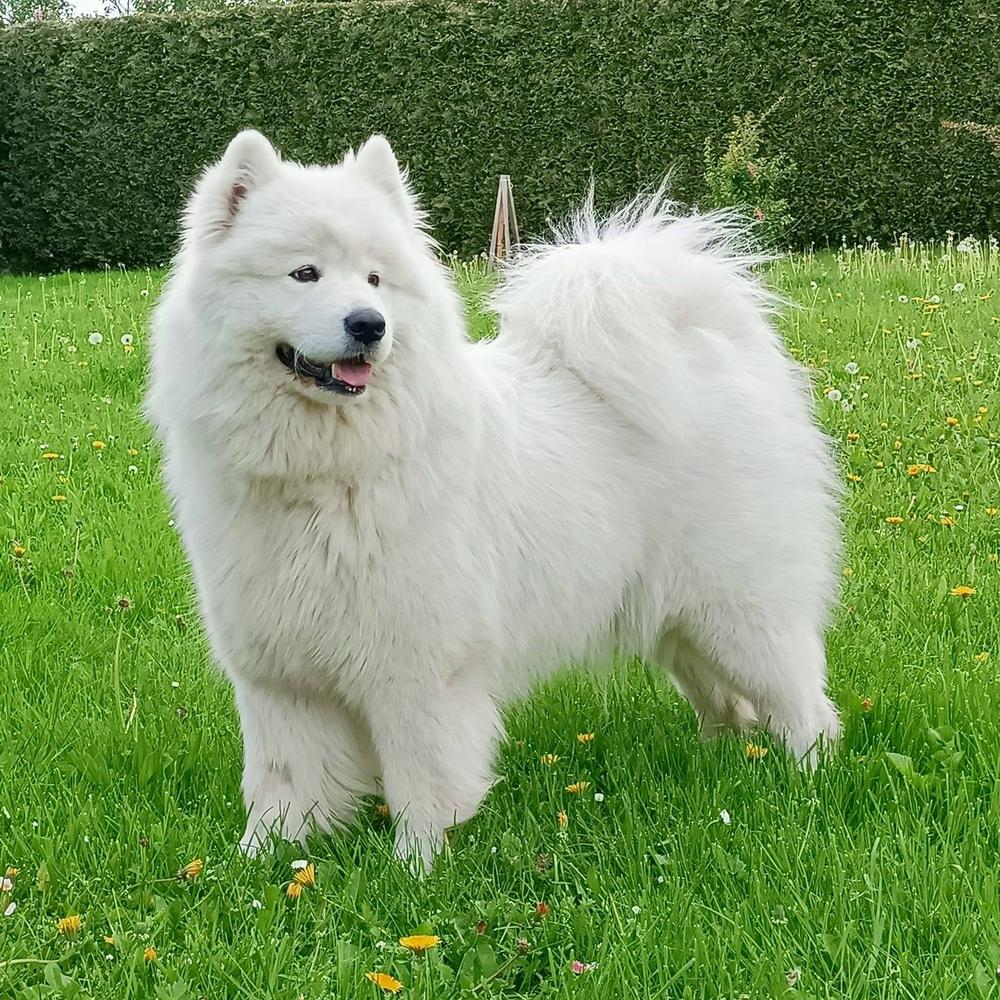 Amber | Samoyed 