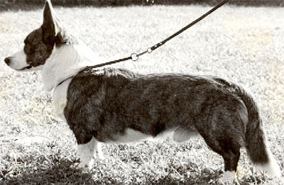 Antoc Mercury | Cardigan Welsh Corgi 