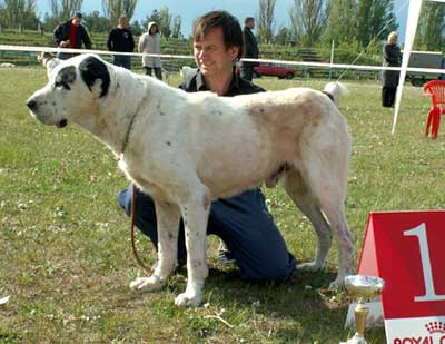 Marro | Central Asian Shepherd Dog 