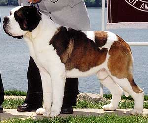 SCANDIA'S SIMON | Saint Bernard 