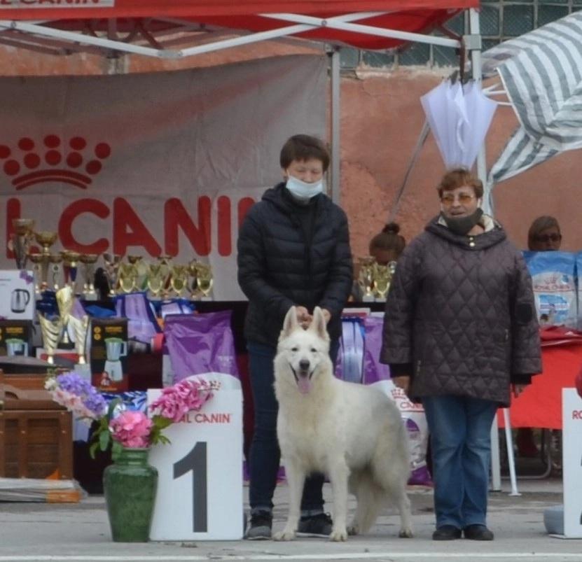 DEVVOLENKA | White Swiss Shepherd Dog 