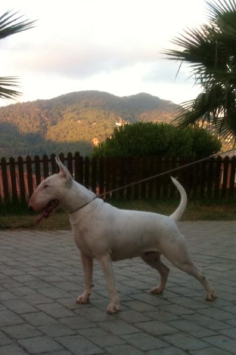 Ever Lord Bull Barbie Carboni | Bull Terrier 