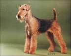 BIG LADY'S GOOD GRACIOUS | Airedale Terrier 