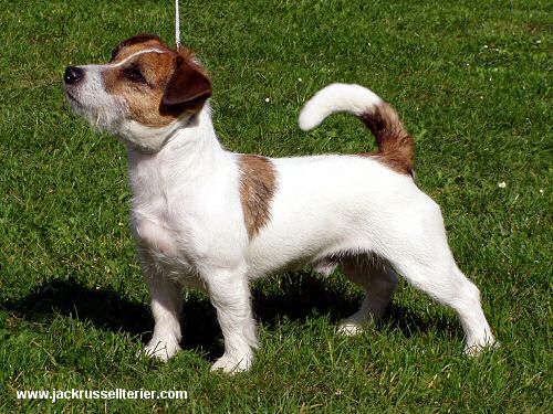 Lantaka Polepsition | Jack Russell Terrier 