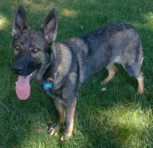Isolde vom Boeselager | German Shepherd Dog 