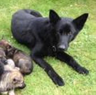Lyfame Che | German Shepherd Dog 
