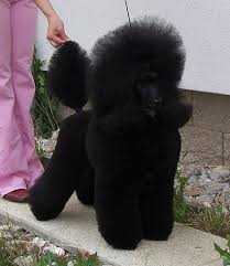 Asarah de Nigromanta | Poodle 