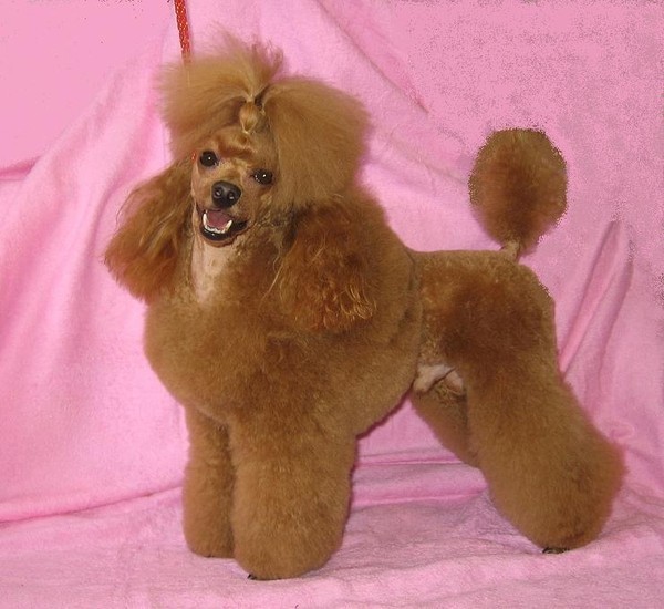 Ultra Red Iz Strany Snegov | Poodle 