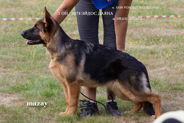 Eidos Dayana | German Shepherd Dog 