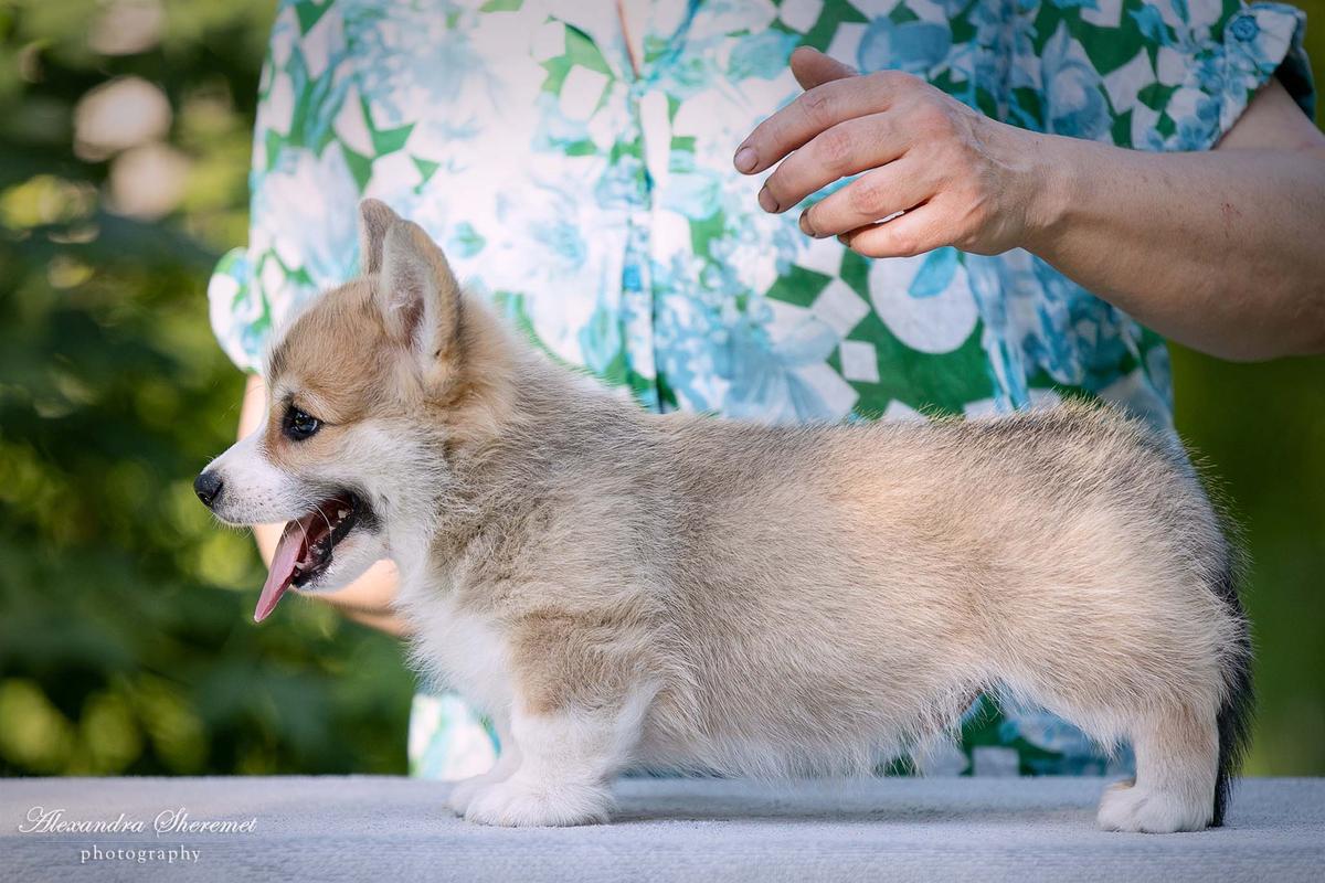 Andvol Oyhho | Pembroke Welsh Corgi 