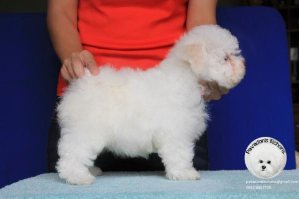 Pavadonis Candy Cane | Bichon Frise 