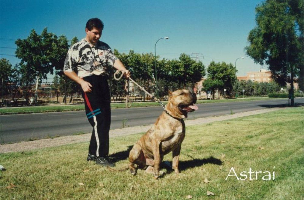 ASTRAY | Perro de Presa Canario 