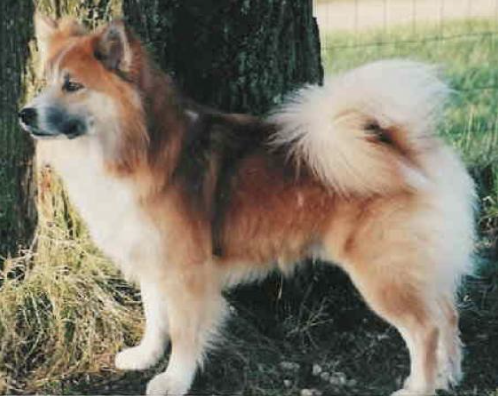 Orri Av Isheim | Icelandic Sheepdog 