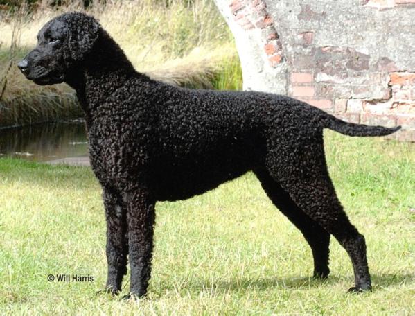 Gladrags Diamonds Forever | Curly Coated Retriever 