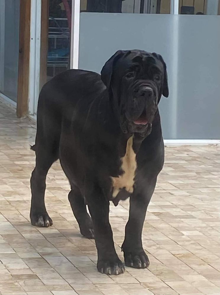 Urma dello Stradone Vesuviano | Neapolitan Mastiff 