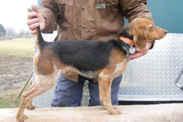 Scroghams Blue Mocia | Beagle 