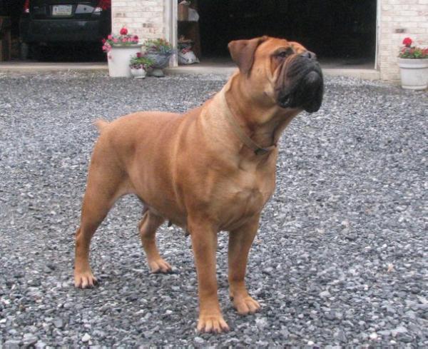 Marconian Leatherneck Apple Jelly | Bullmastiff 