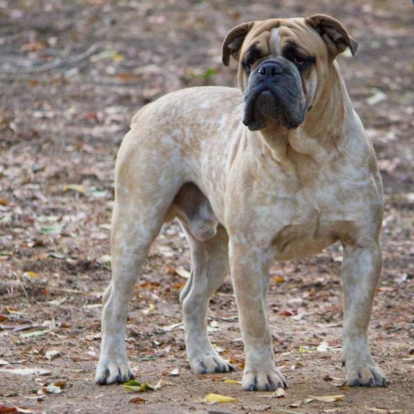 Leadfoot's Perseus | Olde English Bulldogge 