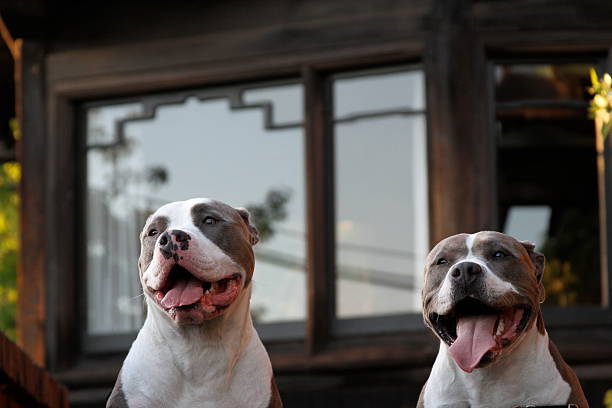 American Pit Bull Terrier