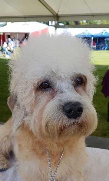 Viking Via Calmarlin | Dandie Dinmont Terrier 