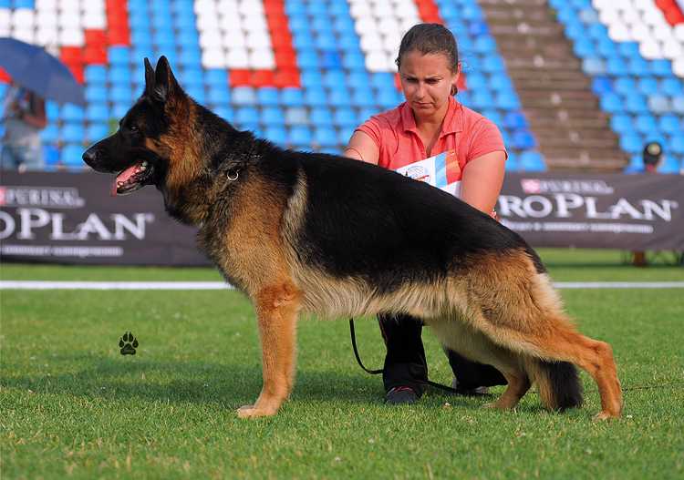 Prisvin iz Chertova rva | German Shepherd Dog 