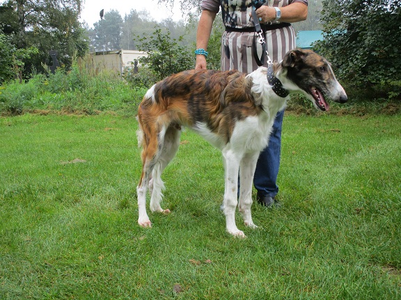 Ablomov Bogdashha | Borzoi 